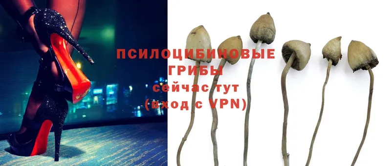 закладки  Бобров  Галлюциногенные грибы Cubensis 